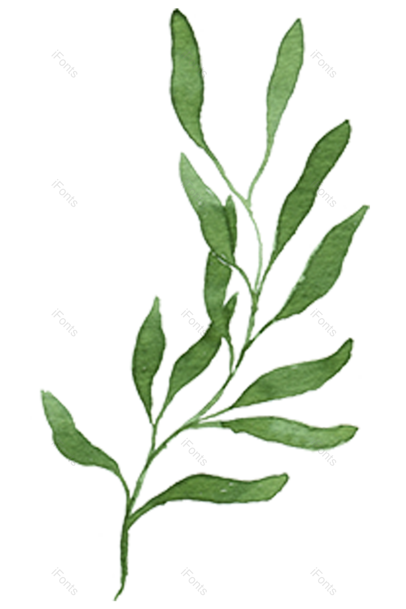 绿叶图片,花草元素,树叶PNG,绿色免抠素材